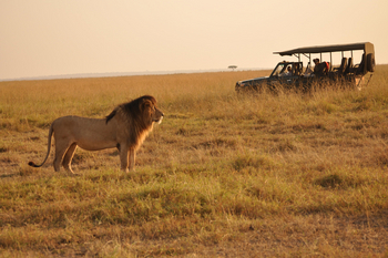 Sentinel Mara Camp: Löwe vor Safari Auto