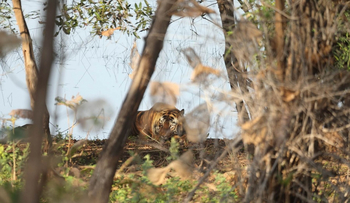 Svasara Jungle Lodge: T43 Katezari Male aka Tyson