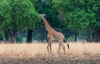 Tafika Camp: Thornycroft-Giraffe