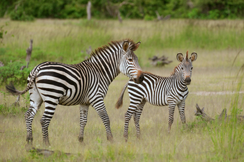 Time + Tide South Luangwa Time + Tide South Luangwa: Zebrastute mit Fohlen