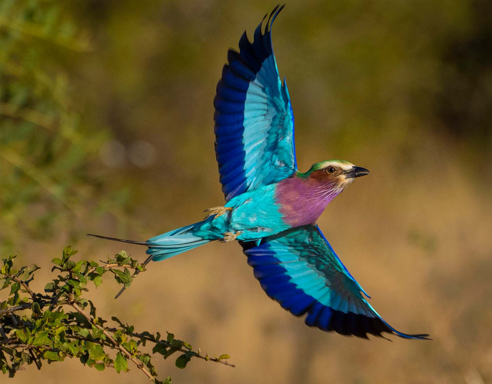 Usangu Expedition Camp Usangu Expedition Camp: Lilac-breasted Roller