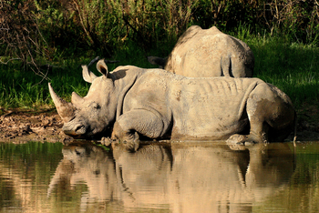 Waterberg Plateau Lodge Waterberg Plateau Lodge: Breitmaulnashörner
