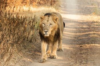 Asiatic Lion Lodge Asiatic Lion Lodge: Herrscher des Waldes