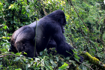 Buhoma Lodge: Mighty Silverback