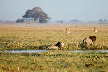 Busanga Bush Camp: Löwen