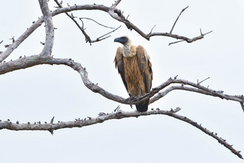 Chilo Ivory Trail Adventure: White-backed Vulture