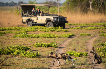 Chisa Busanga Camp Chisa Busanga Camp: Wildhunde
