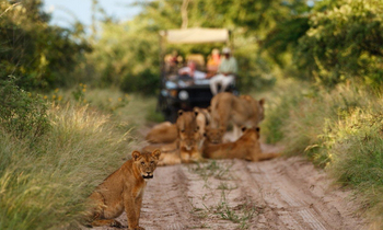 Deception Valley Lodge Deception Valley Lodge: Löwen auf der Piste