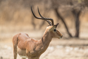 Dinaka Lodge: Impalas
