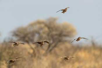Dinaka Lodge: Sandgrouse