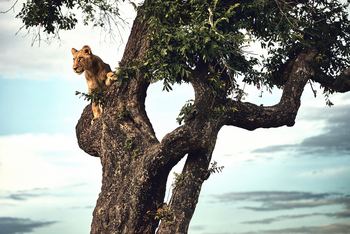Duke's Camp: Löwe im Baum