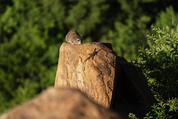 Elewana Serengeti Pioneer Camp: Klippschliefer und Agame
