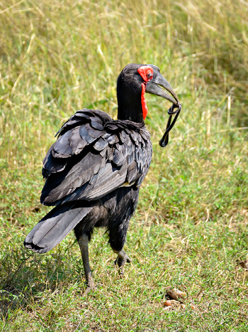 Entim Masai Mara: Ground Hornbill mit Schlange