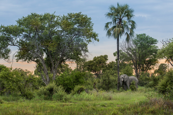 Gomoti Plains Camp: Tiere und Landschaft