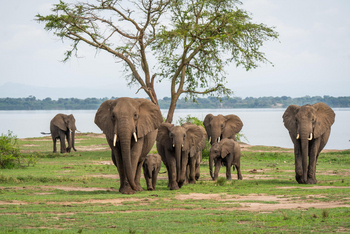 Honey Bear Bushcamp: Elefantenfamilie
