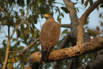 Kanha Jungle Lodge: Changeable Hawk Eagle