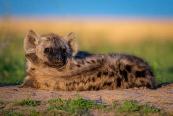 King Lewanika Lodge: Hyäne