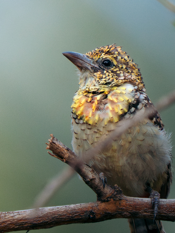 Kisima Ngeda Camp: Bartvogel