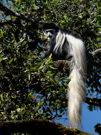 Koroi Forest Camp: Mantelaffe von hinten