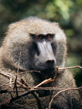 Koroi Forest Camp: Pavian im Arusha National Park