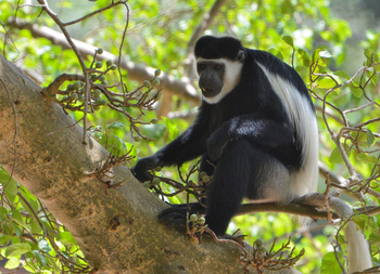Lale's Camp: Black and White Colobus