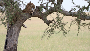 Legendary Mila Tented Camp: Leopard im Baum