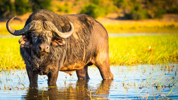 Lianshulu Lodge Lianshulu Lodge: Büffel