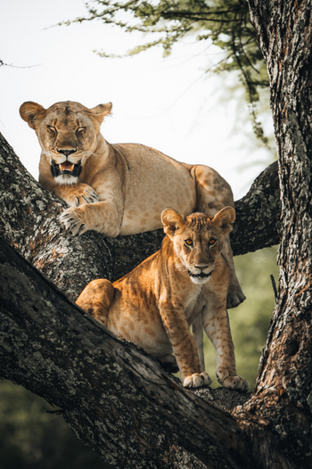 Little Chem Chem: Baumkletternde Löwen