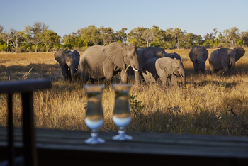 Little Sable Camp: Elefanten nahe des Camps