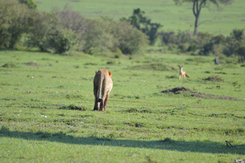 Losokwan Luxury Tented Camp: Löwin von hinten