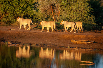 Madikwe Hills Private Game Lodge: Vier Löwen am Wasser im Abendlicht