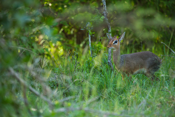 Mara Plains Camp: Dik Dik