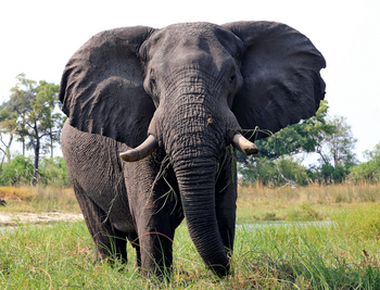 Mokolwane Camp: Elefantenbulle