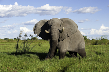 Mombo Camp: Elefant im Flutgebiet