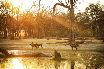 Moremi Game Reserve: Wildhunde
