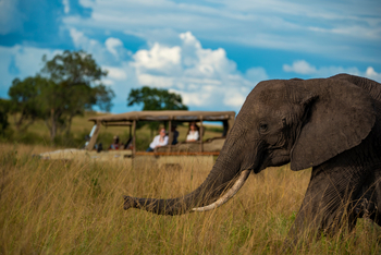 Naibor Camp: Junger Elefant