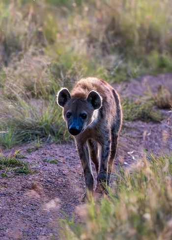 Naona Moru Camp: Junge Tüpfelhyäne