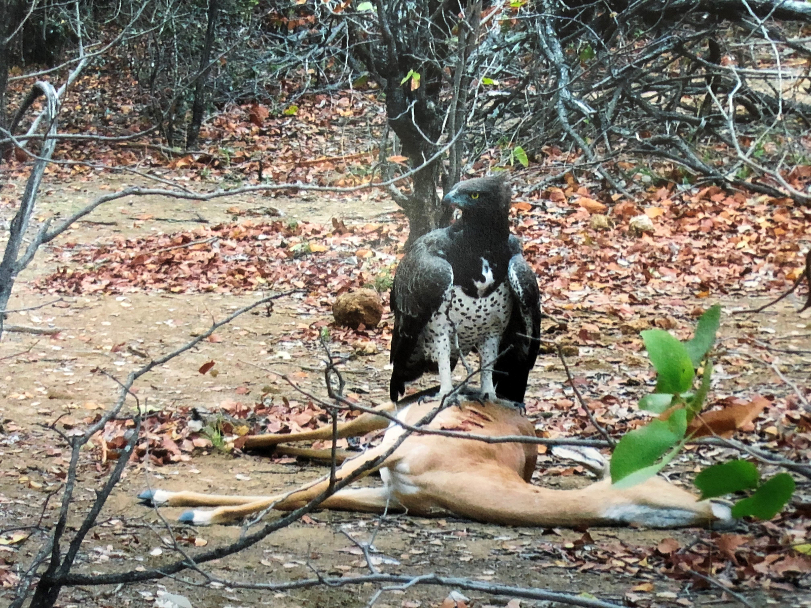North Luangwa River Lodge and Camp North Luangwa River Lodge and Camp
