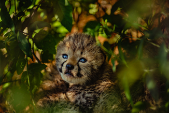 Old Traders Lodge: Gepardenbaby