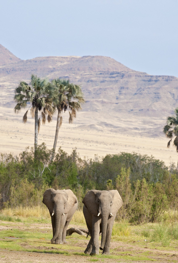 Sanctuary Okahirongo Elephant Lodge: Ziehende Elefanten