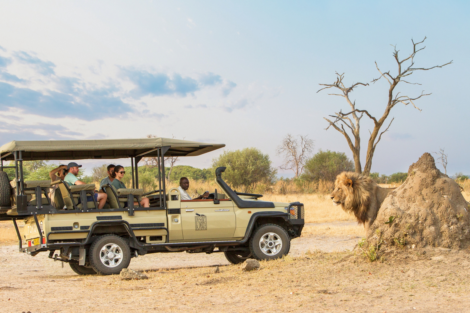 Savute Safari Lodge Savute Safari Lodge: Game Drive - Löwe hinter Termitenbau