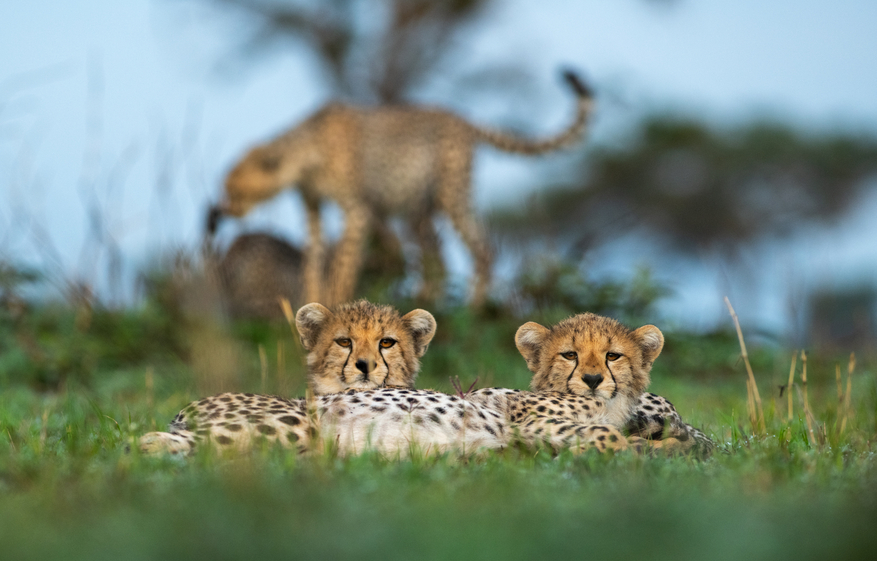 Sinigita Grumeti Game Reserve