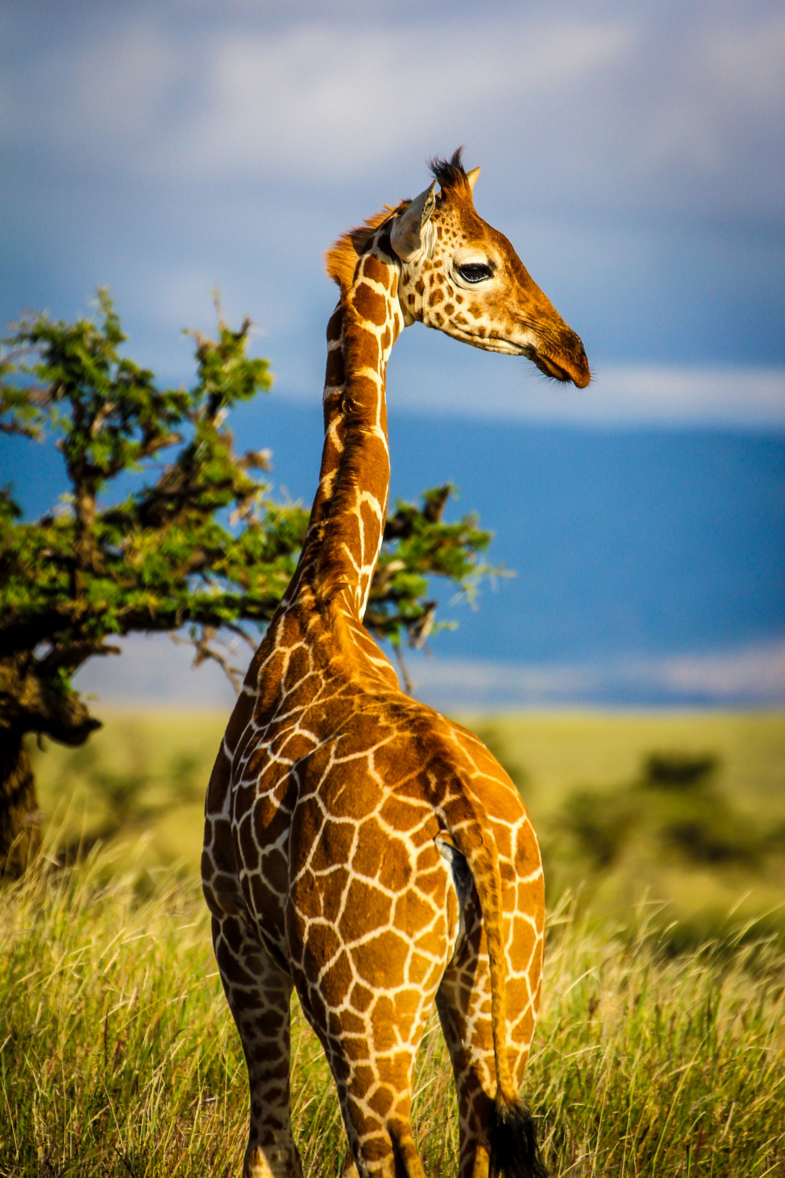 Sirikoi Lodge Sirikoi Lodge: Netzgiraffe