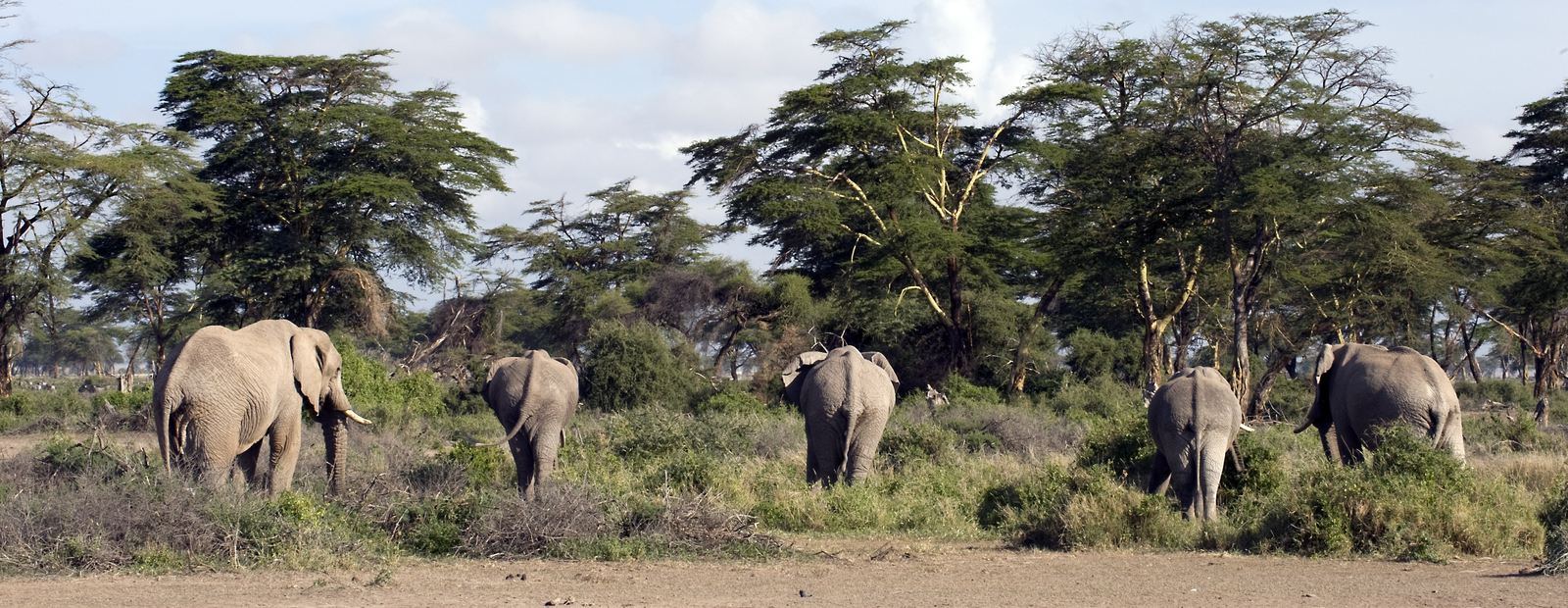 Kambi ya Tembo Kambi ya Tembo: Elefanten