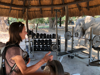 Track and Trail River Camp Track and Trail River Camp: Elefant am Gym