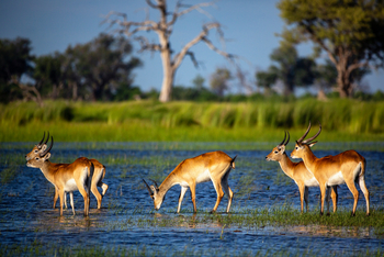 Tuludi Camp: Red Lechwe im Flutgebiet