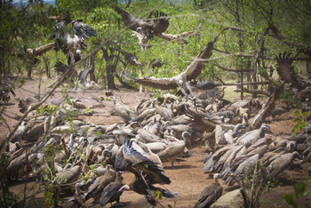 Victoria Falls Safari Lodge Victoria Falls Safari Lodge: Geierfütterung
