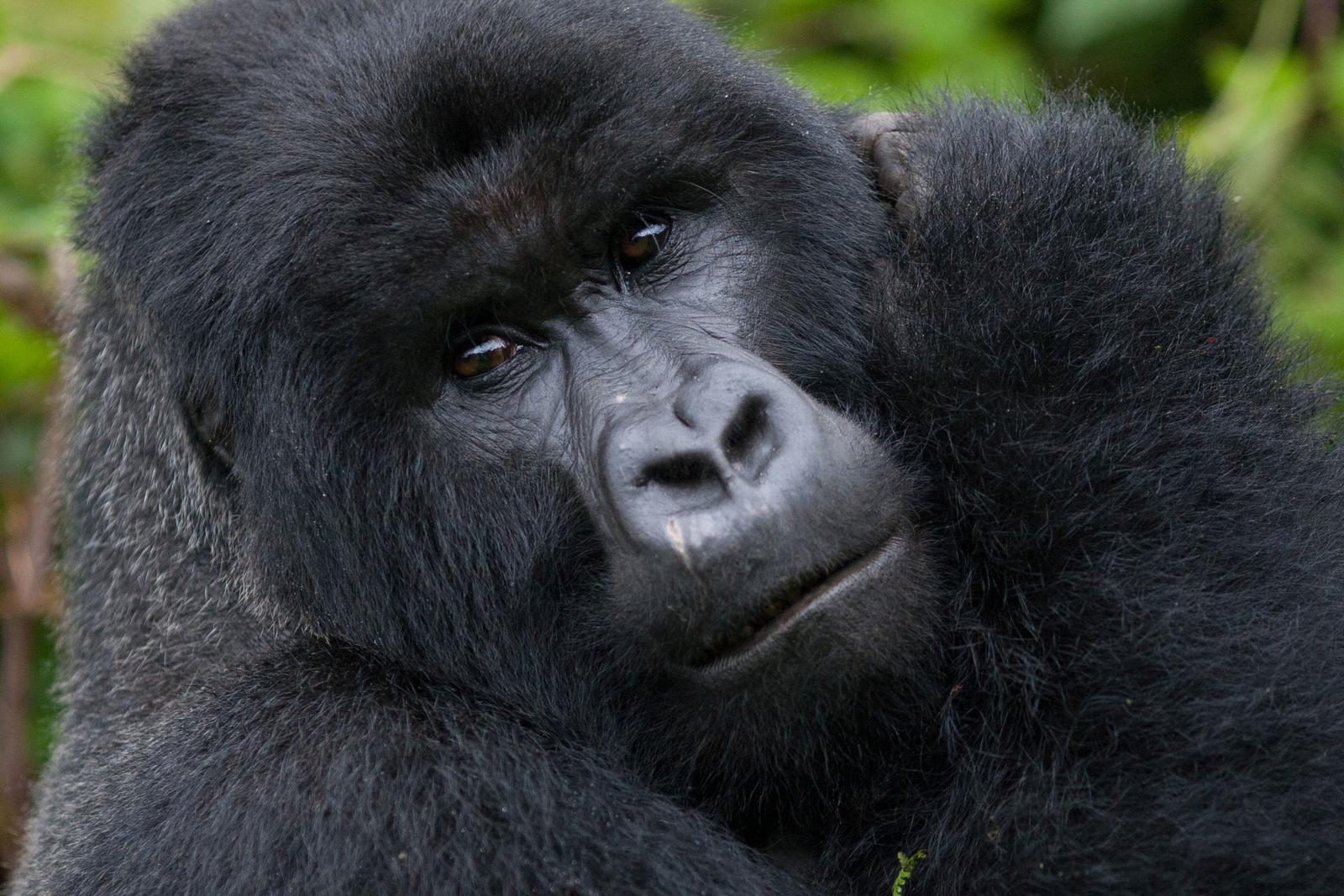 Volcanoes Bwindi Lodge: Kraftvoller Gorilla