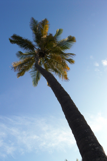 Waterlovers Beach Resort Waterlovers Beach Resort: Palme von unten