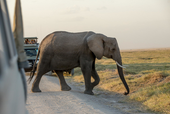Amboseli Serena Safari Lodge: Elefant auf der Piste